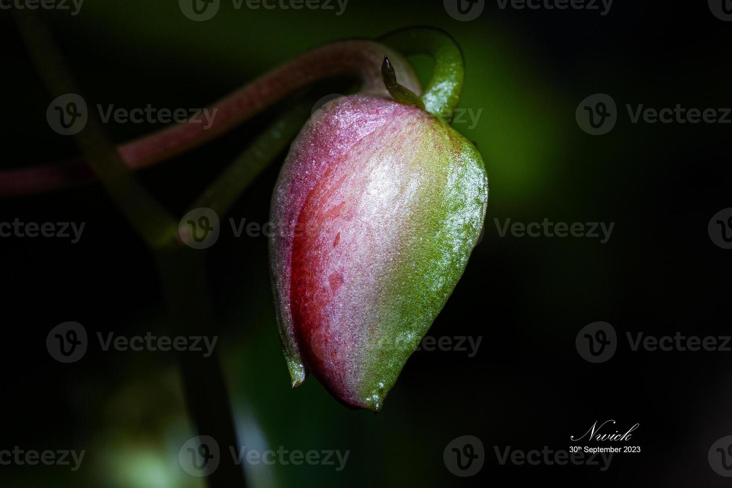 Flower waiting for bloom, macro photo