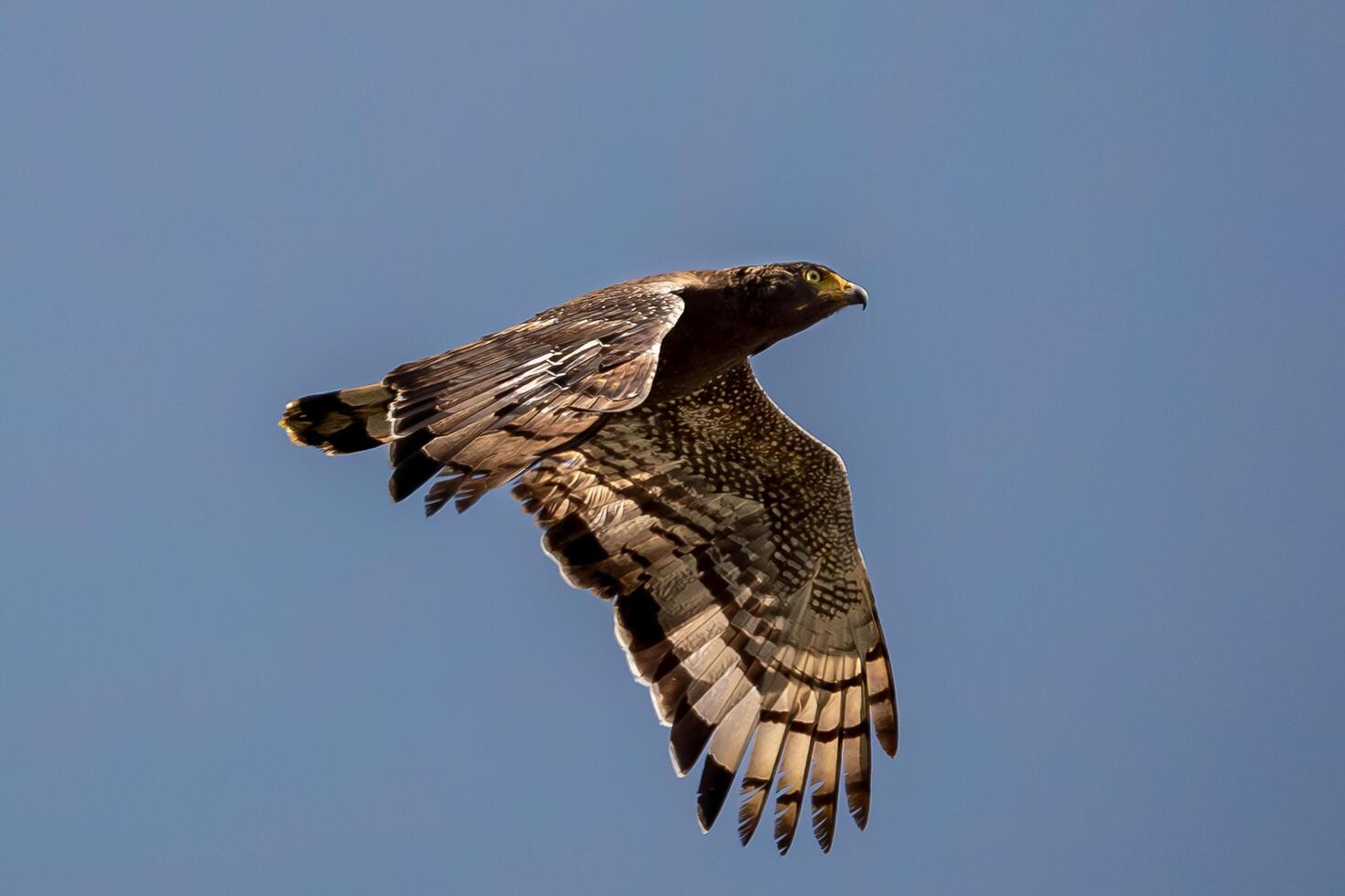 Majestic African Hawk in Flight Against a Clear Sky Captured in Stunning Detail photo