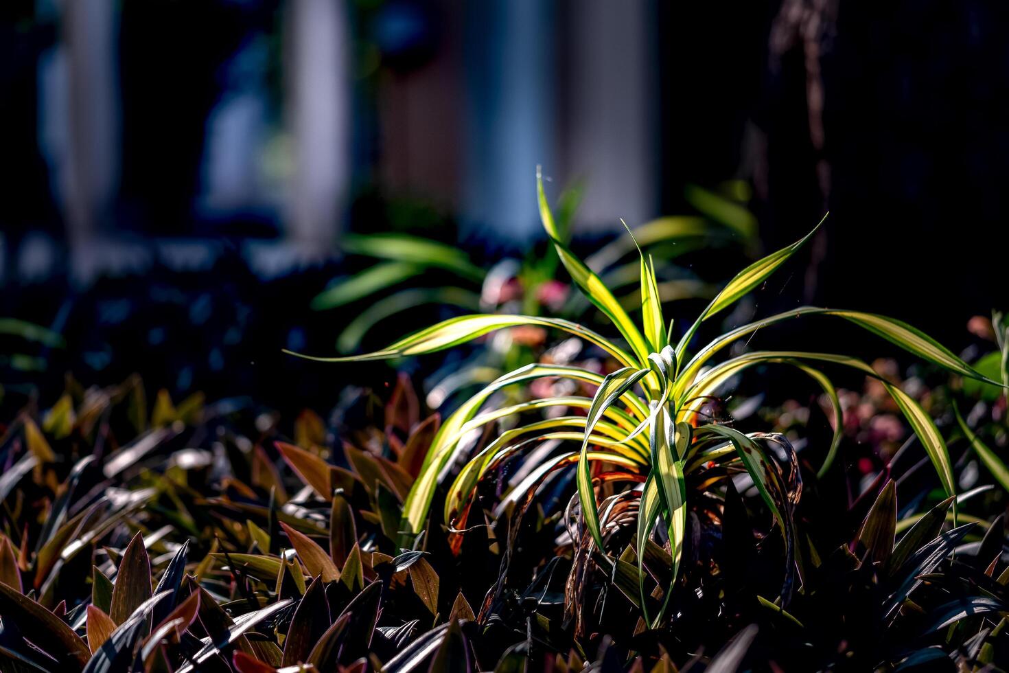 Green leaf plant in morning sunrise photo