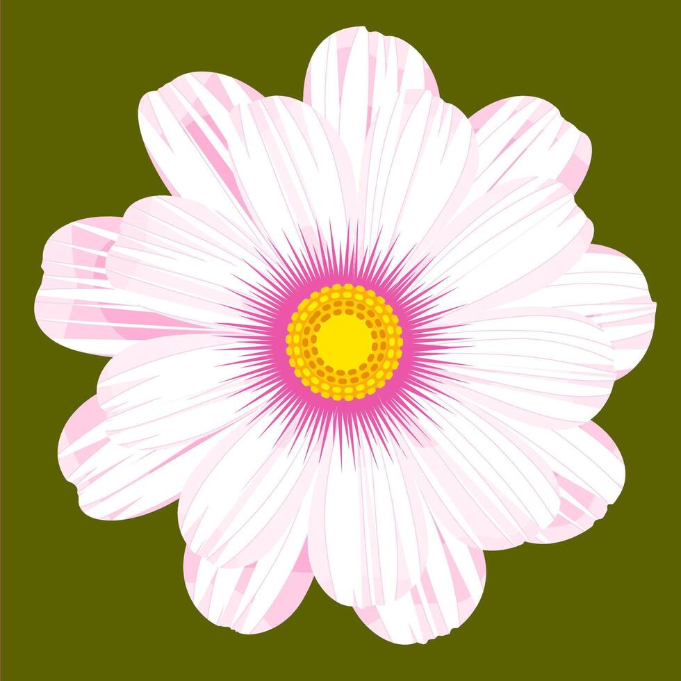 White cosmos flower clipart. Daisy flower or white cosmos flower. vector