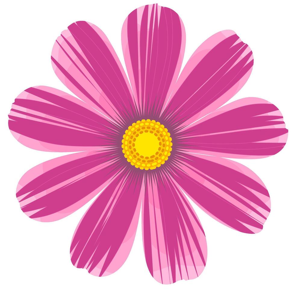 Isolated purple cosmos flower clipart. vector