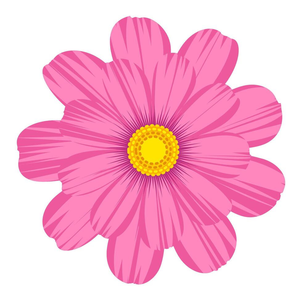 Isolated pink cosmos flower clipart. vector