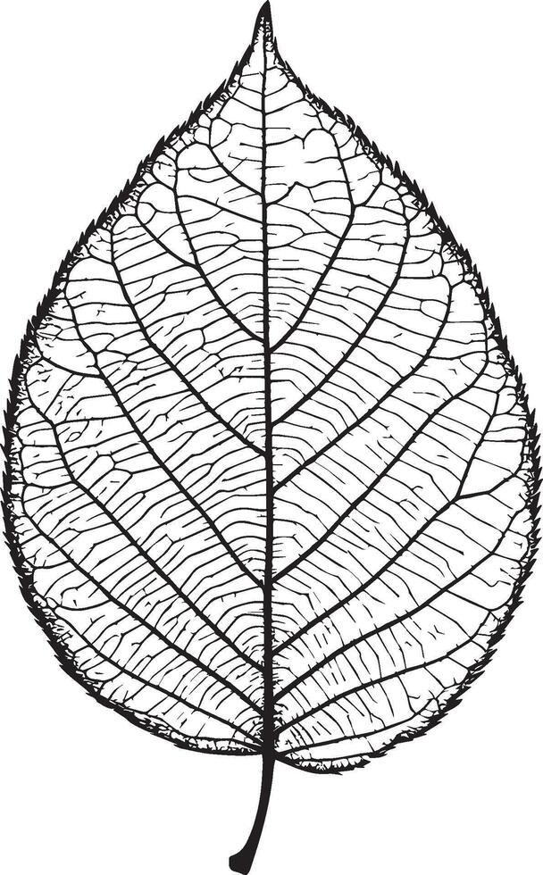 a black and white drawing of a leaf a black and white drawing of a leaf vector