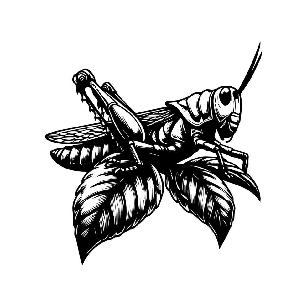 A black and white drawing of a grasshopper vector