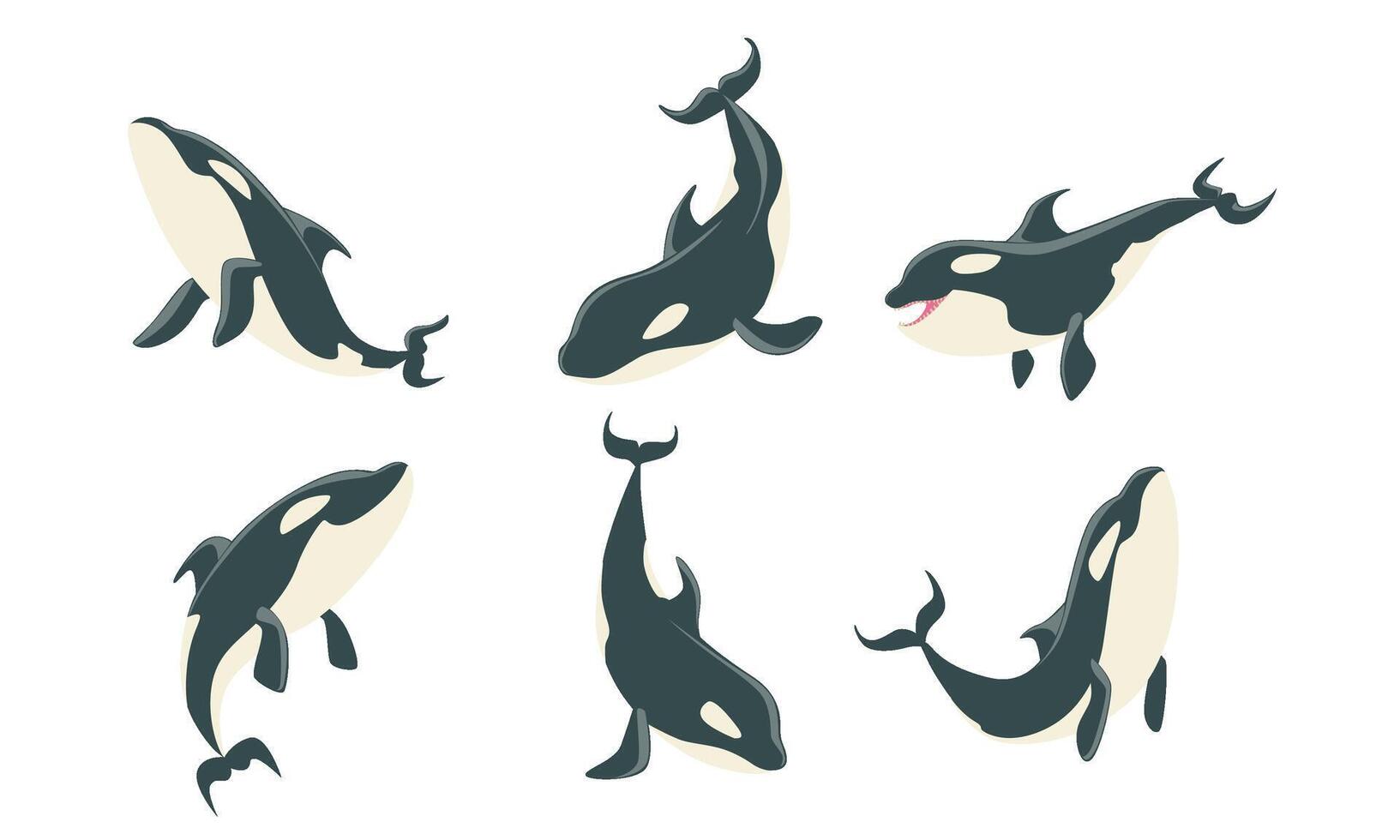 Killer Whales Set, Orca or Toothed Whale, Marine Mammal Animal Leaping Out of Water Illustration vector