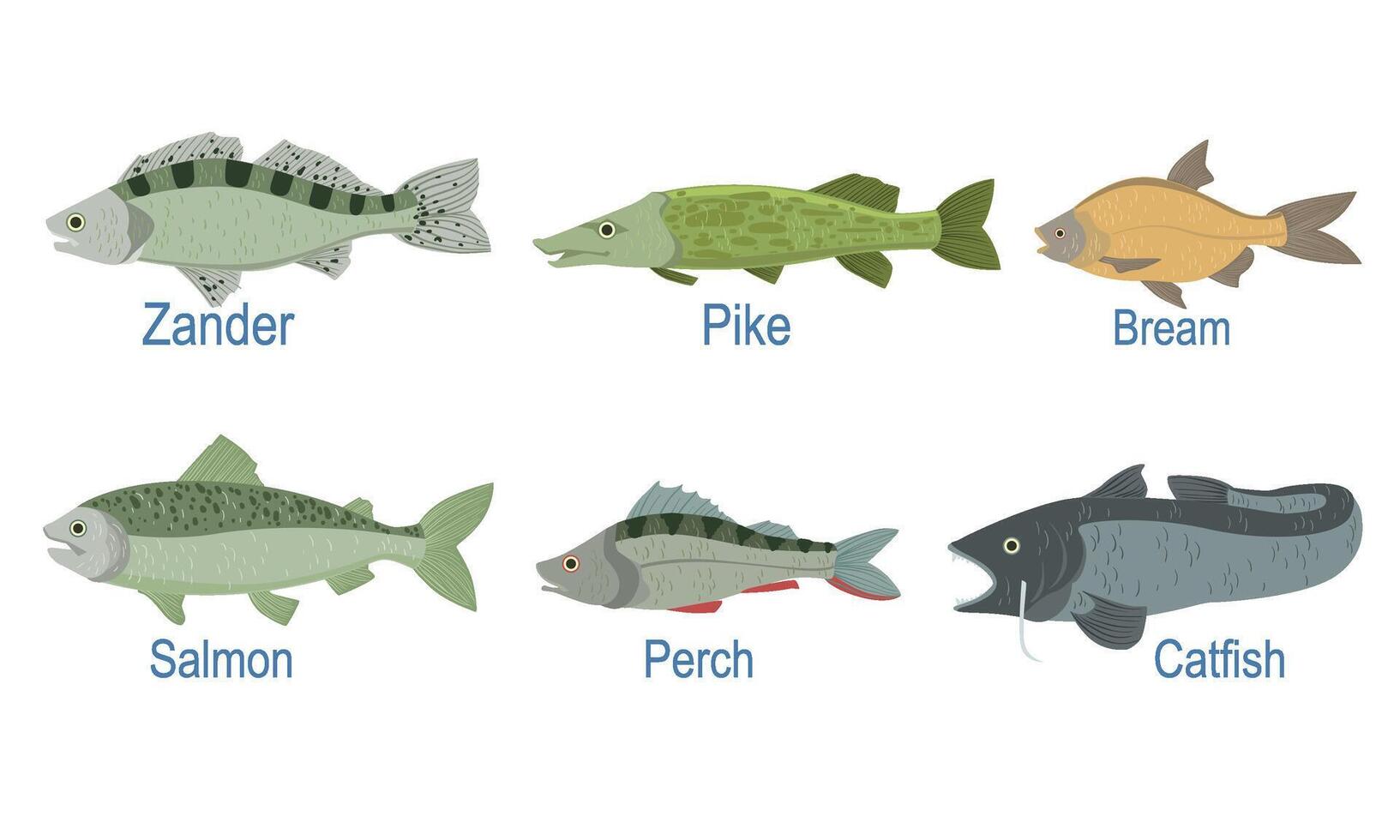 Collection of Fish Species with Name Subscription, Zander, Pike, Bream , Salmon, Perch, Catfish Illustration vector