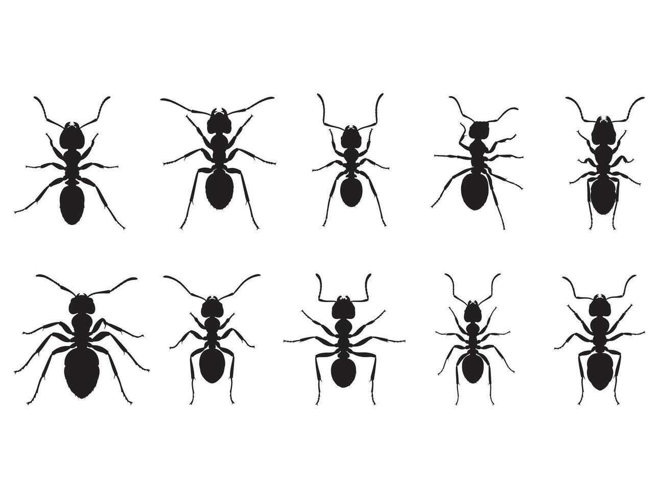 Ants silhouette white background vector