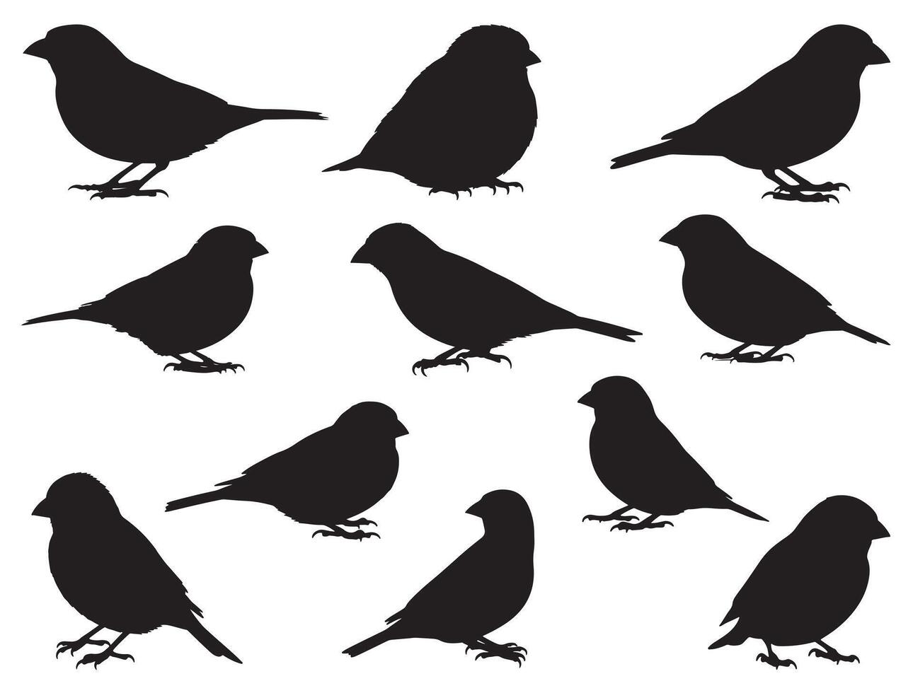 Finch birds silhouette white background vector