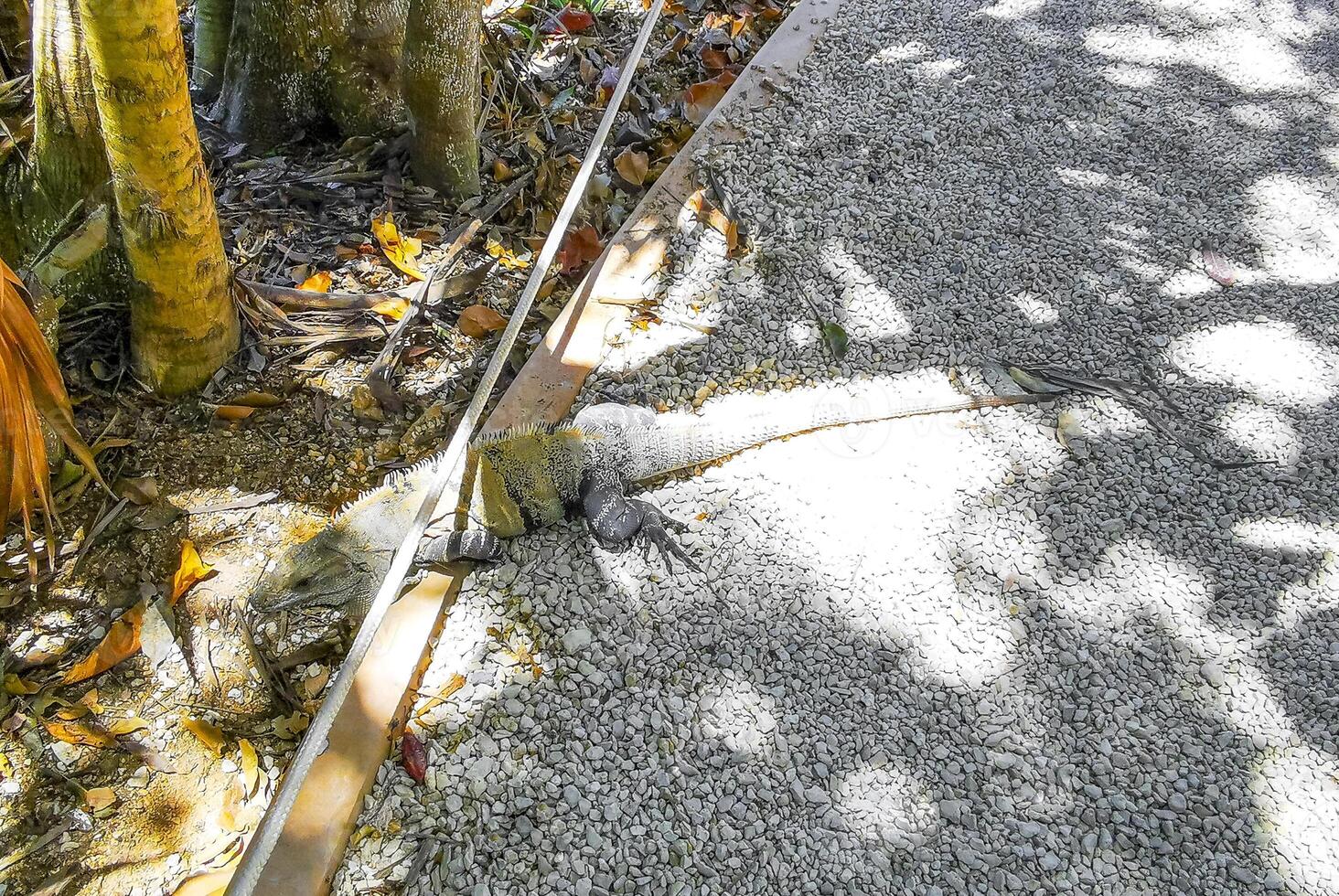 Iguana crawling on ground to nature at Tulum ruins Mayan site in Mexico. photo