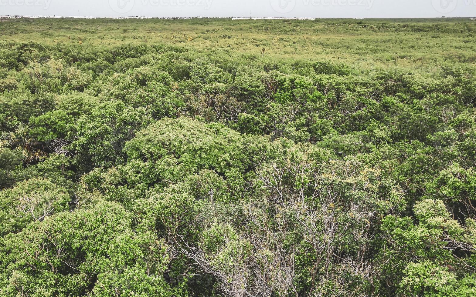 Panorama view of the tropical jungle nature blue sky Tulum Mexico. photo