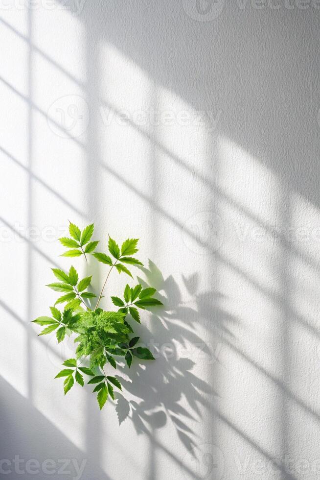 A Minimalist Scene of a Leaf and Window Shadow, Perfect for Business Presentation and Design Material photo