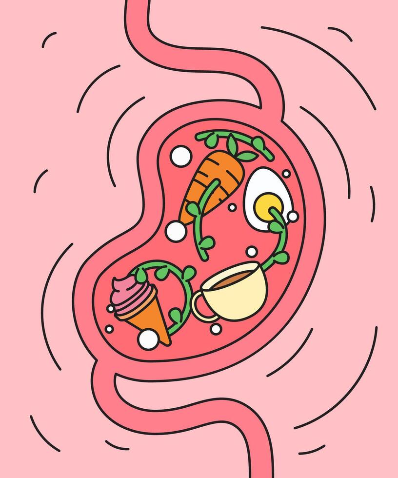 Stomach filled with various foods illustration vector