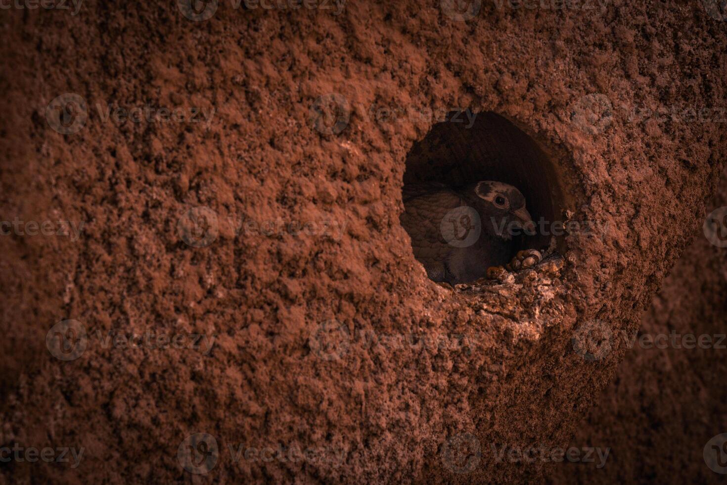Pigeon resting in its stone dovecote photo