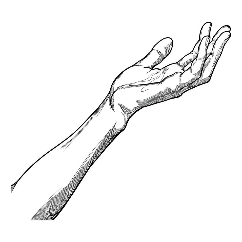 Realistic Line Drawing of a Hand in Open Position vector