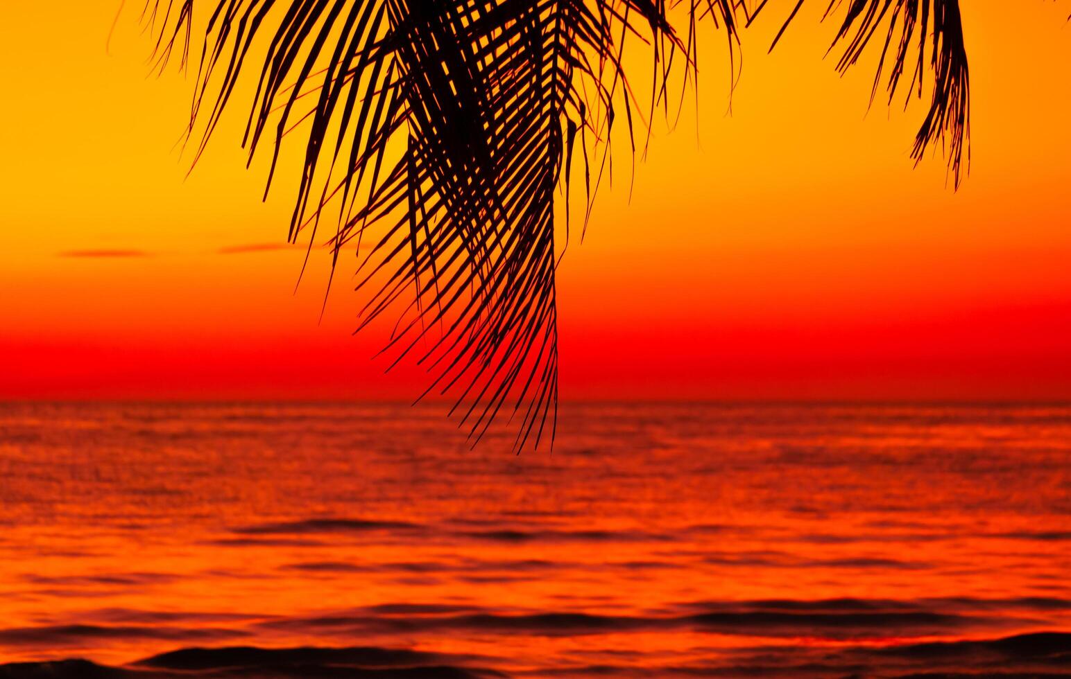 Silhouette of palm tree on the beach sunset of beautiful a tropical beach on orange sky background photo