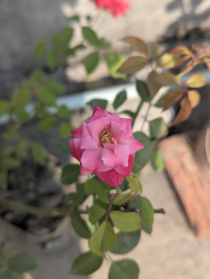 Pink Rose in Bloom photo