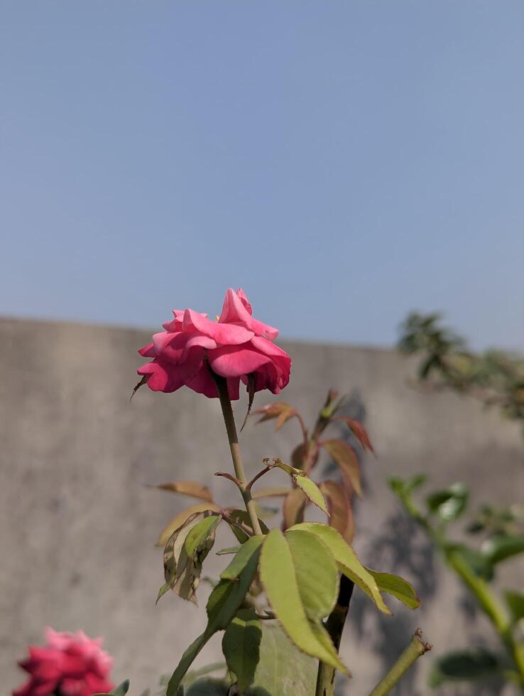 Pink rose against sky photo