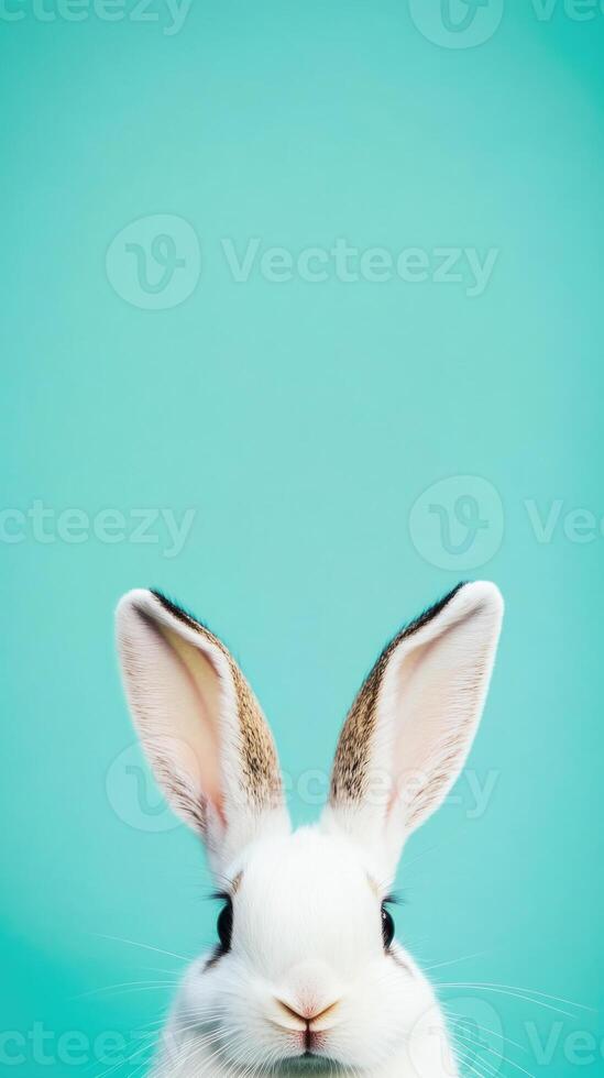 Easter bunny peeking over bright turquoise spring background photo