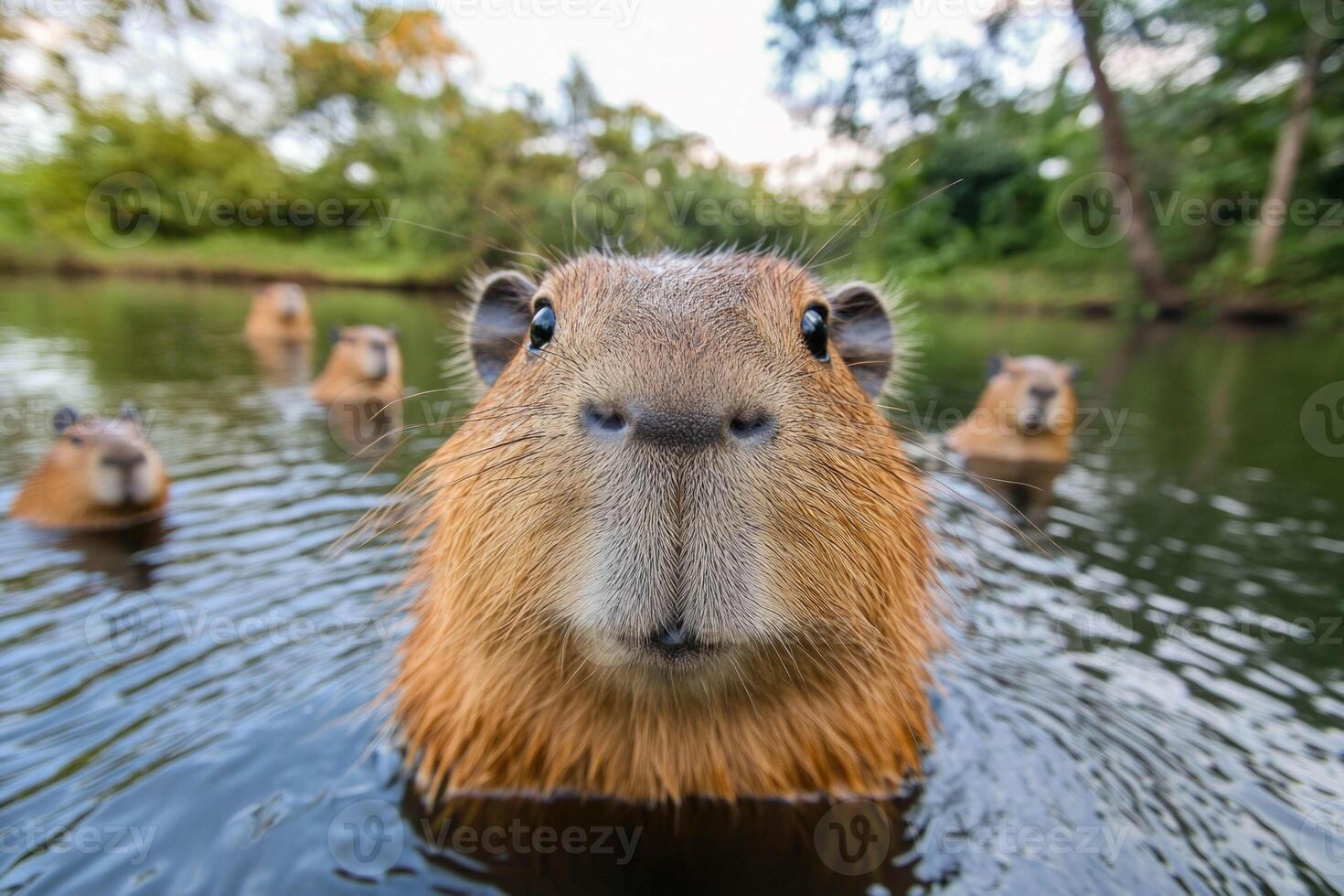 Funny capybara swims playfully in a serene pond surrounded by nature during late afternoon light photo