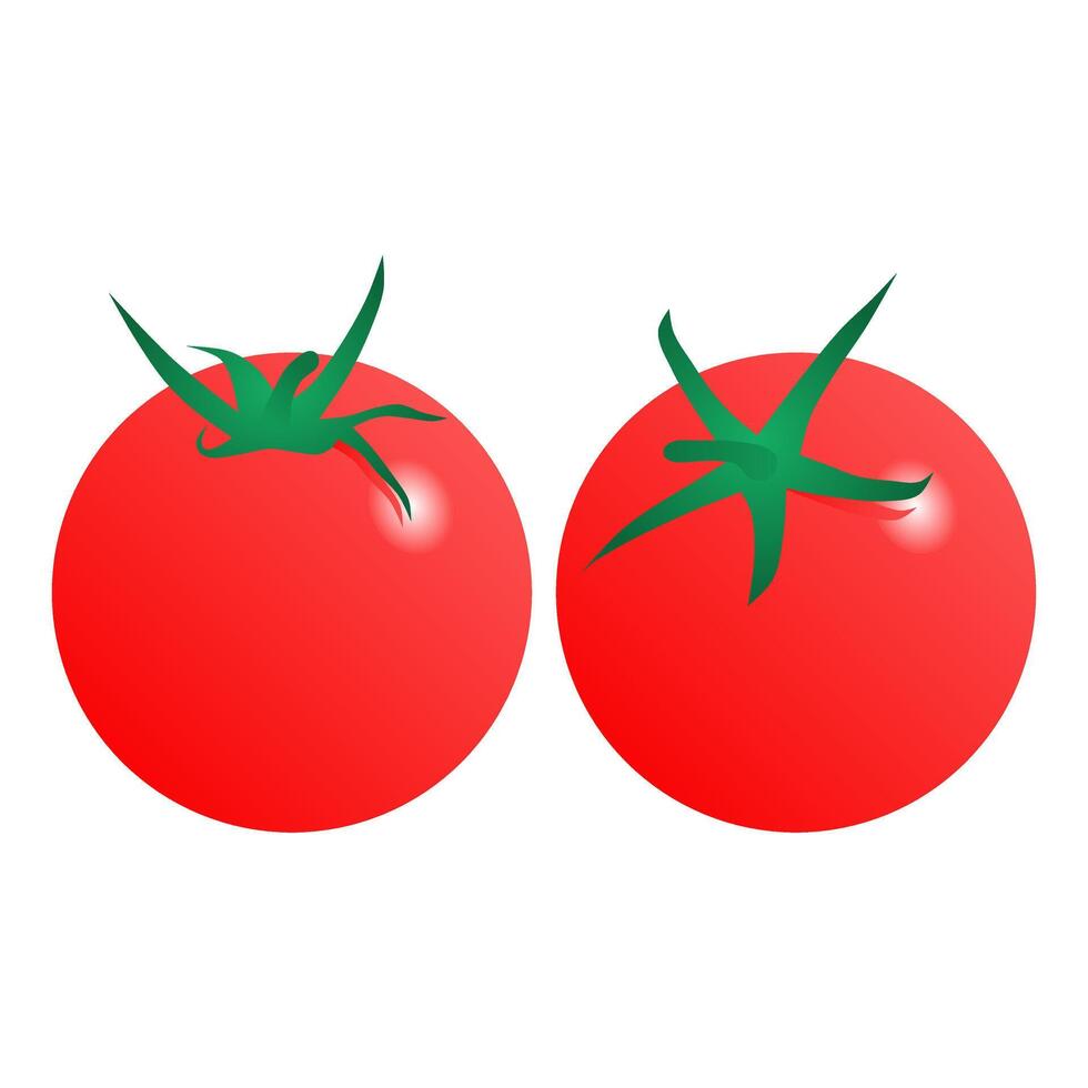 Fresh Ripe Red Tomato. Whole Red Tomatoes Cooking Ingredient. vector