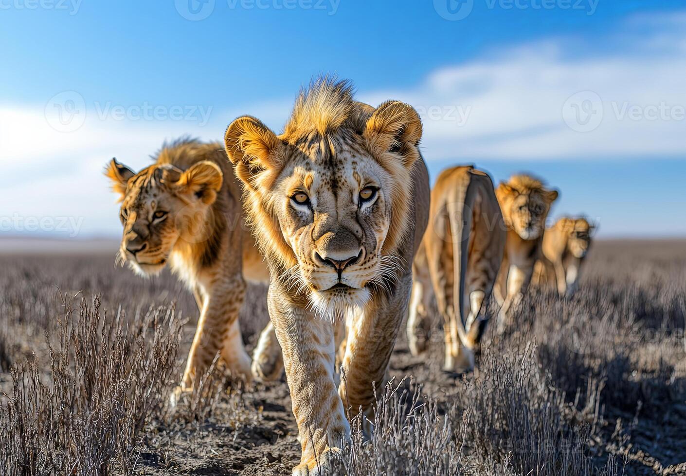 lion looking into camera photo