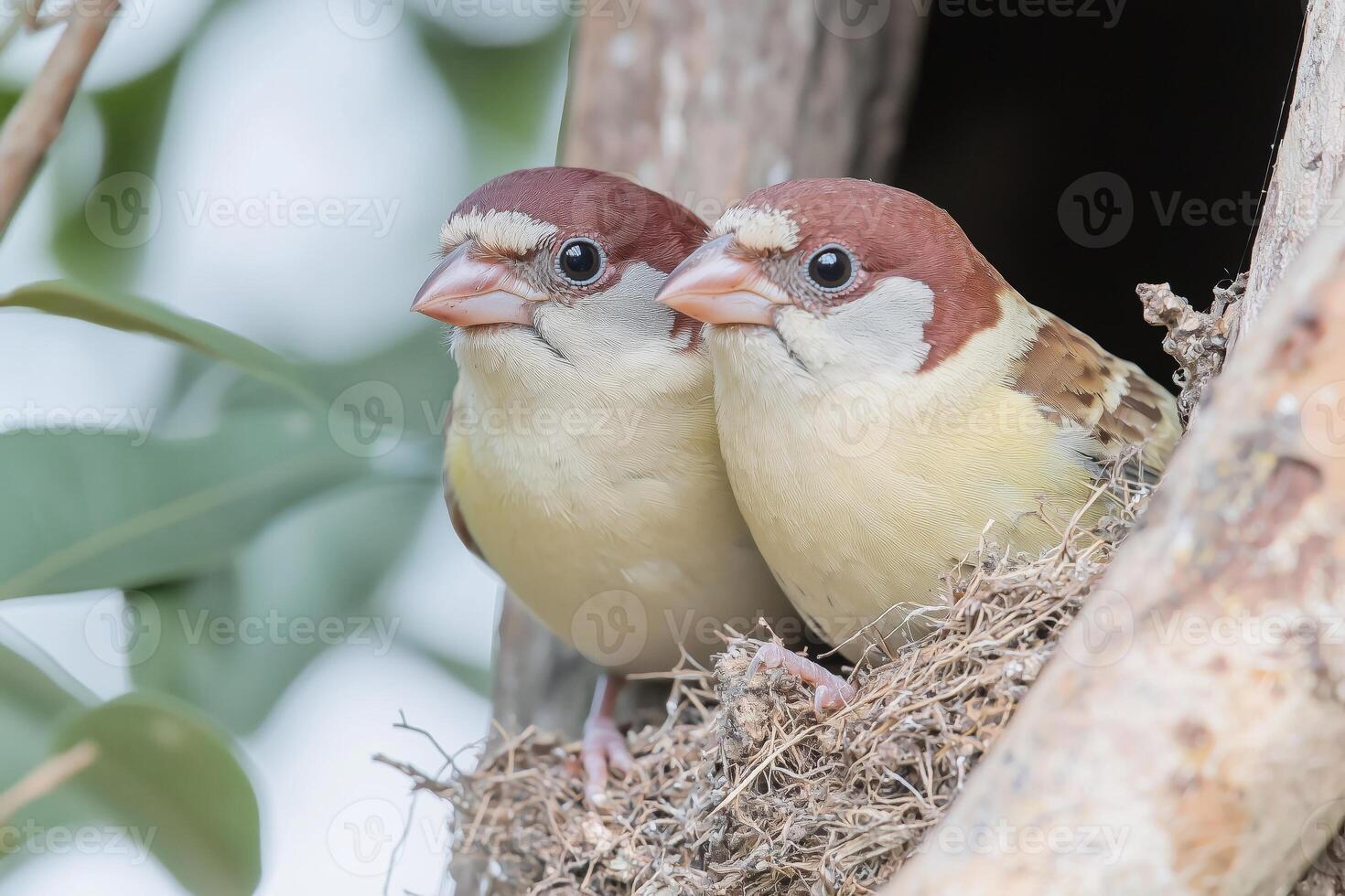 Two sparrow birds perched in nest on tree branch with green leaves photo