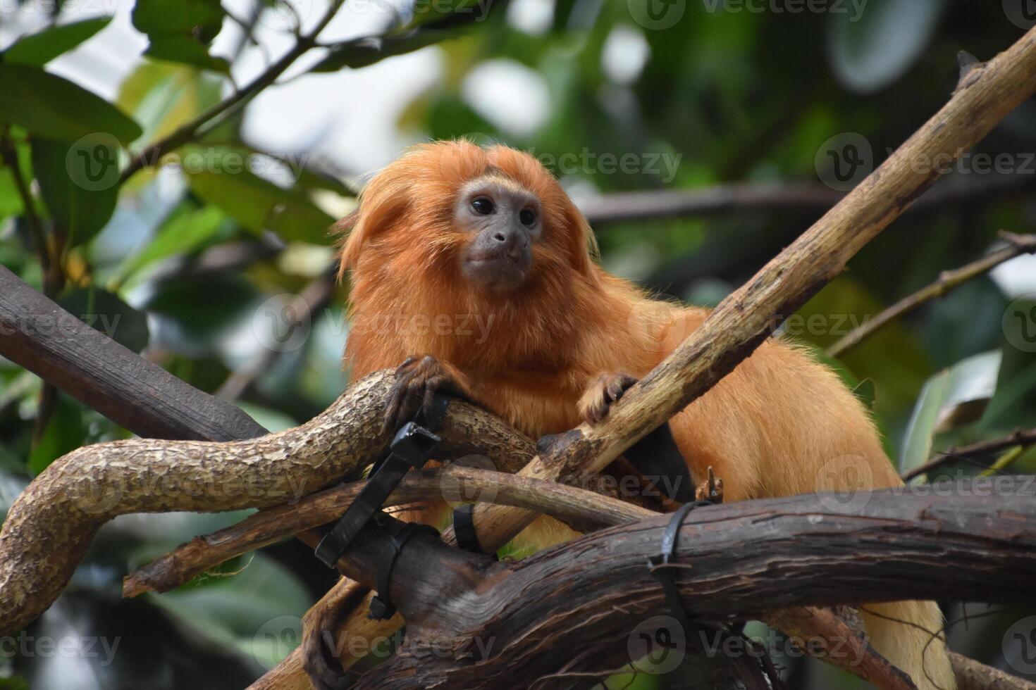 Direct Look Into the Face of a Golden Lion Tamarin photo