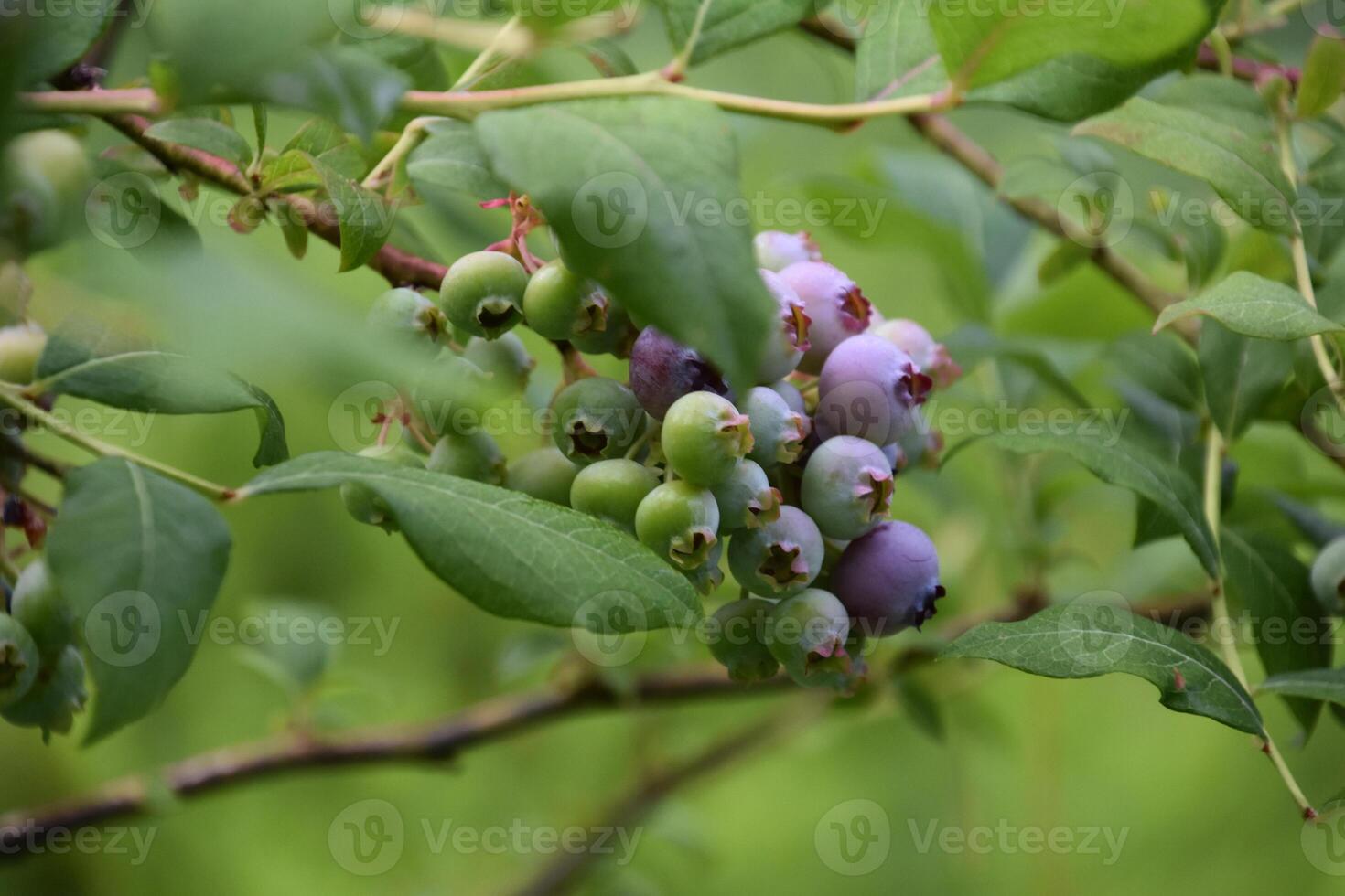 Ripening Blueberries Hanging in a Cluster on a Bush photo