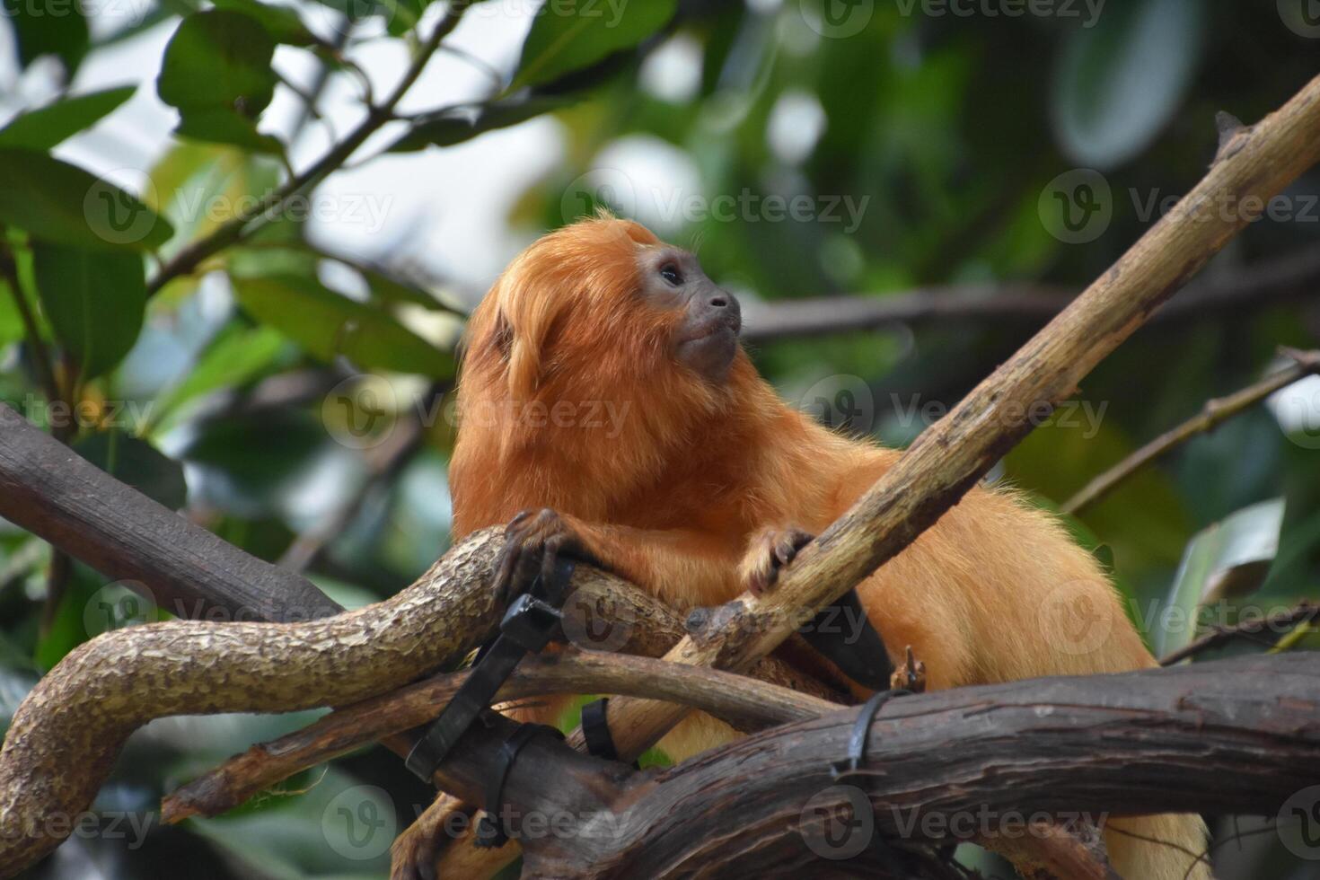 Sensational Tamarin Monkey on a Tree Branch photo