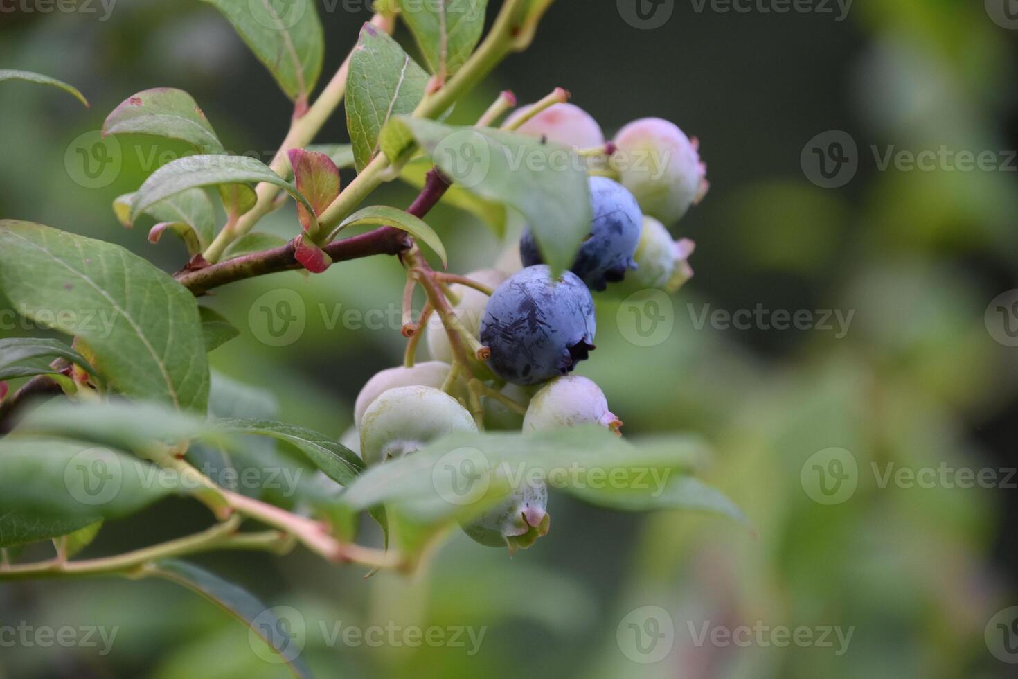 Fresh Ripe Blueberries on a Bush in the Summer photo