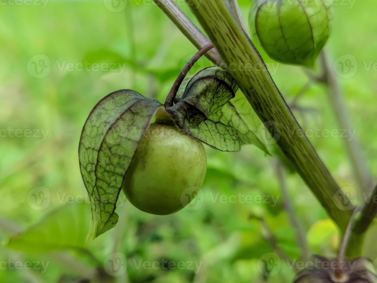 Close-up of a green physalis fruit, also known as cape gooseberry, nestled in its veined husk. photo