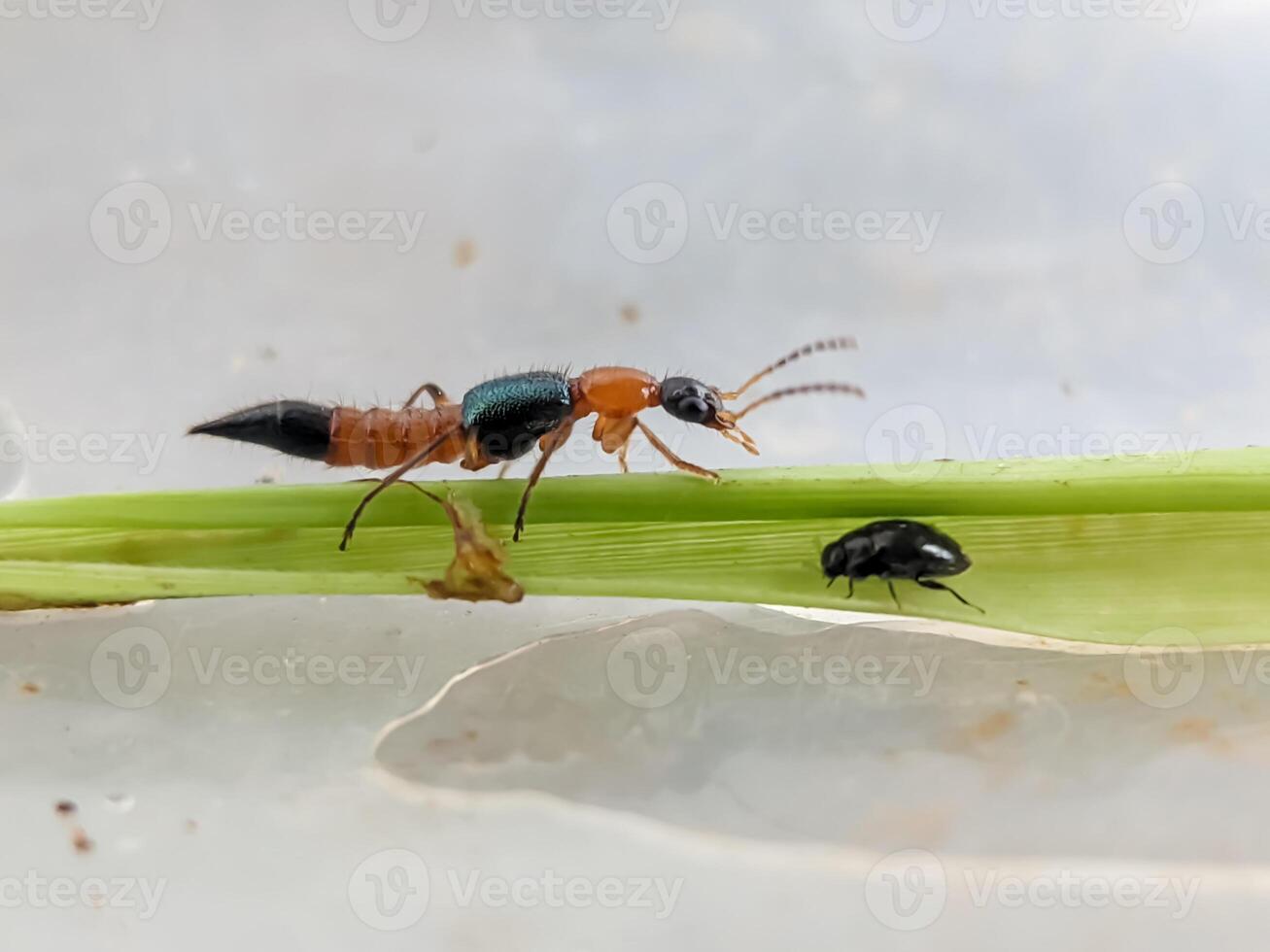 Close-up of two insects on a leaf a Paederus littoralis and a small black beetle. The image highlights their vibrant colors and fine details against a blurred background. photo