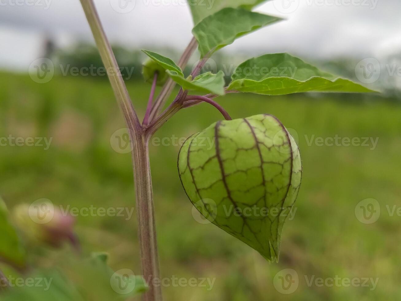 Close-up of physalis plants with fruits enveloped in natural, veined husks. The lush green background highlights the plant's vibrant growth and intricate textures. photo
