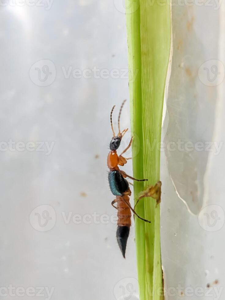 Close-up of a rove beetle climbing a green leaf, showcasing its segmented body and antennae. The vertical composition highlights. photo