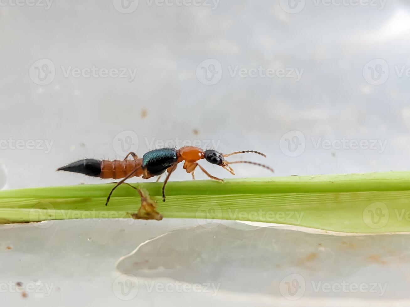 Close-up of a Paederus littoralis , on a green leaf. The image captures the intricate details and vibrant colors of the beetle against a soft-focus background. photo