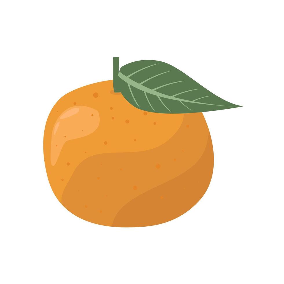 Orange fruit illustration isolated on white vector