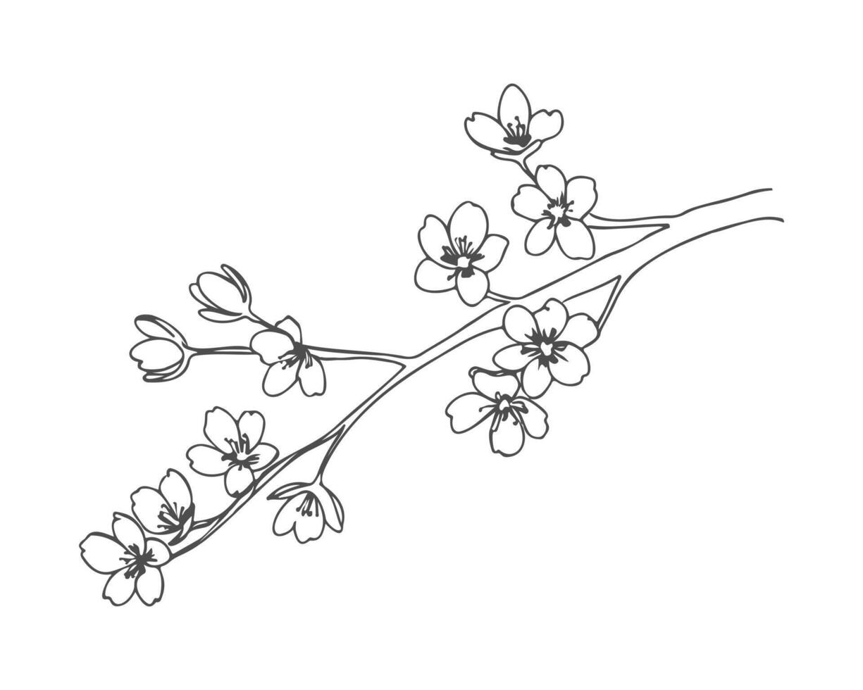 Cherry vibe, cherry blossom branch sketch drawing, flowers contour stylized drawing, isolated on white background, careless sloppy simple drawing vector