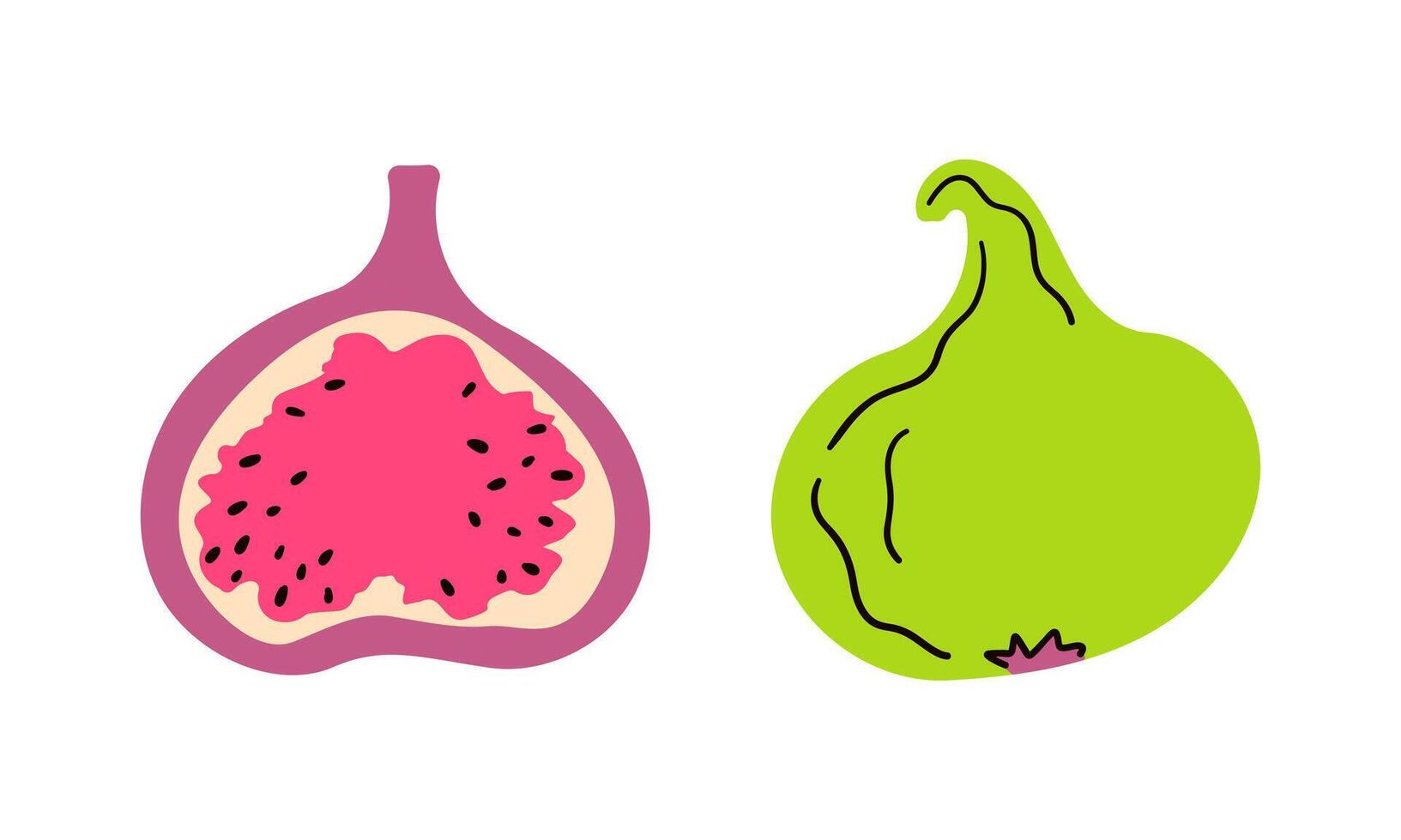 Figs are whole and in section set. illustration of a tropical fig fruit. Isolated on white. Healthy vegetarian diet , tropical doodle flat style hand drawn illustration. vector