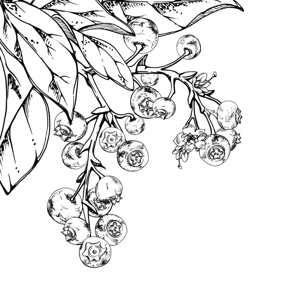 Blueberry blackberry cluster with plant leaves on branch, hand drawn in ink , ripe forest berry. Isolated corner botanical illustration for restaurant, dessert cafe menu, wedding, farmers market vector