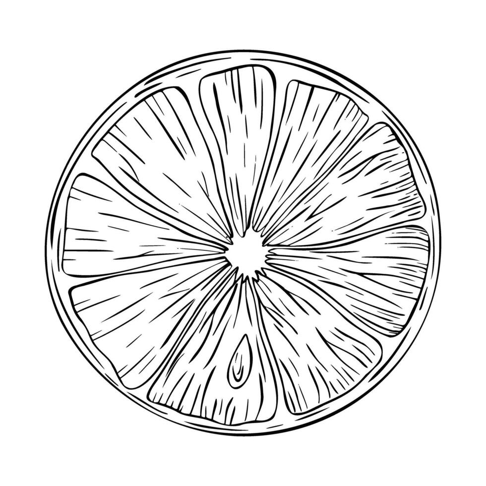 Lemon, orange or lime slice. illustration. Sketch hand drawn. Half tropical citrus fruit. Design for menu, package, cosmetic, textile, cards vector