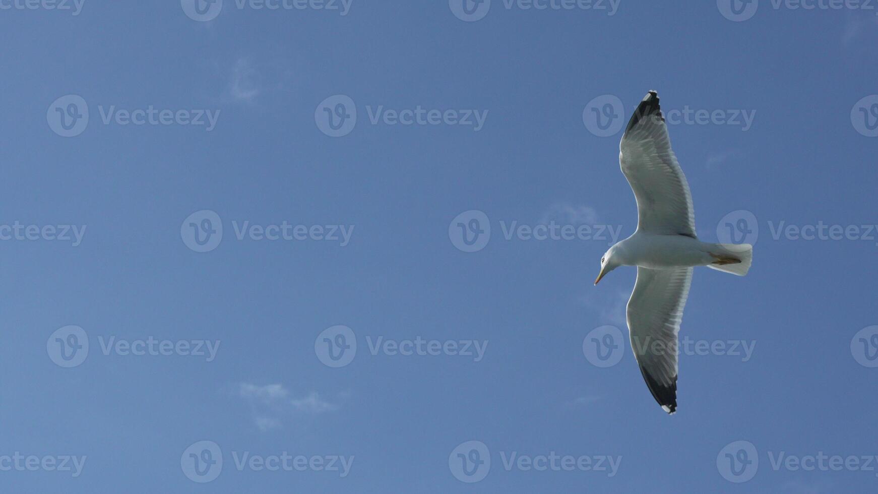 Seagull Flight Ocean Sky. Bird soaring coastal skies, daytime, natural behavior. photo
