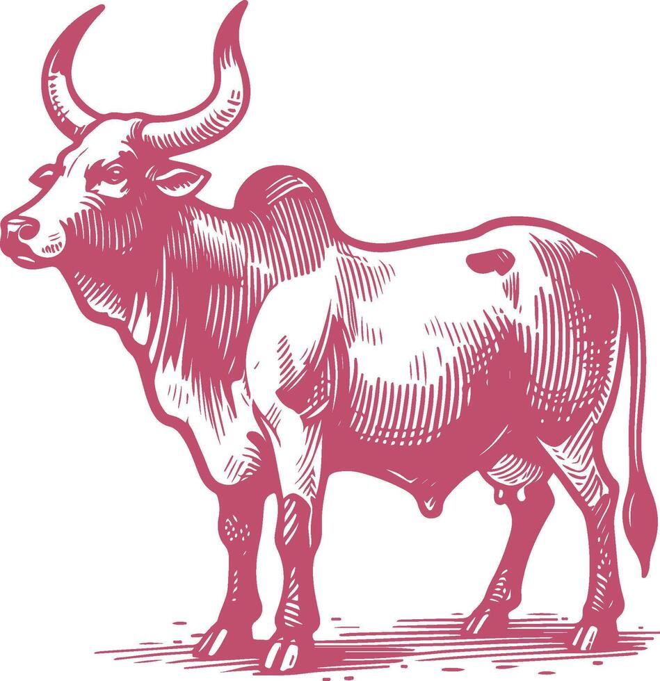Ankole Watusi Bull Side View Vintage Engraving Illustration vector