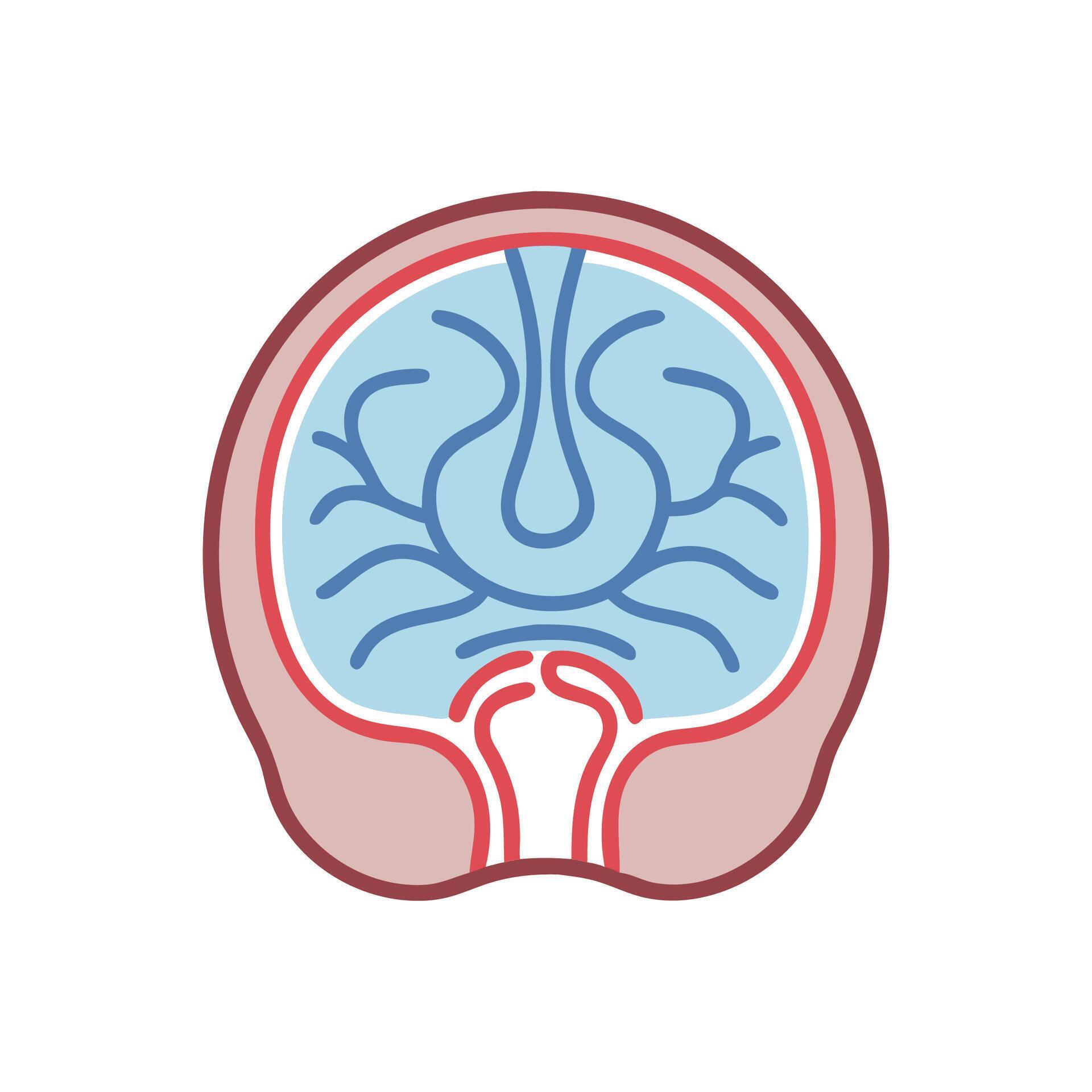 Interactive Art:  Mastering Spinal Cord & Meninges Anatomy - otbpmri
