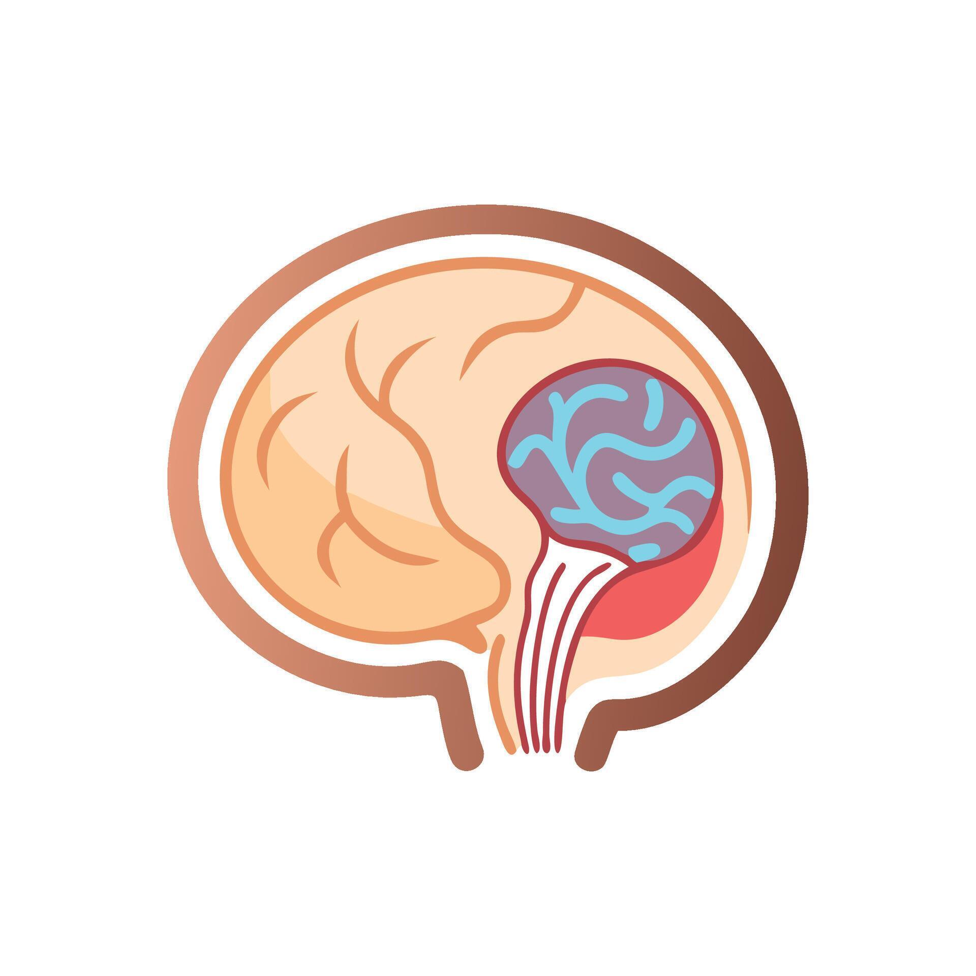 Interactive Art:  Mastering Spinal Cord & Meninges Anatomy - xuyvf74