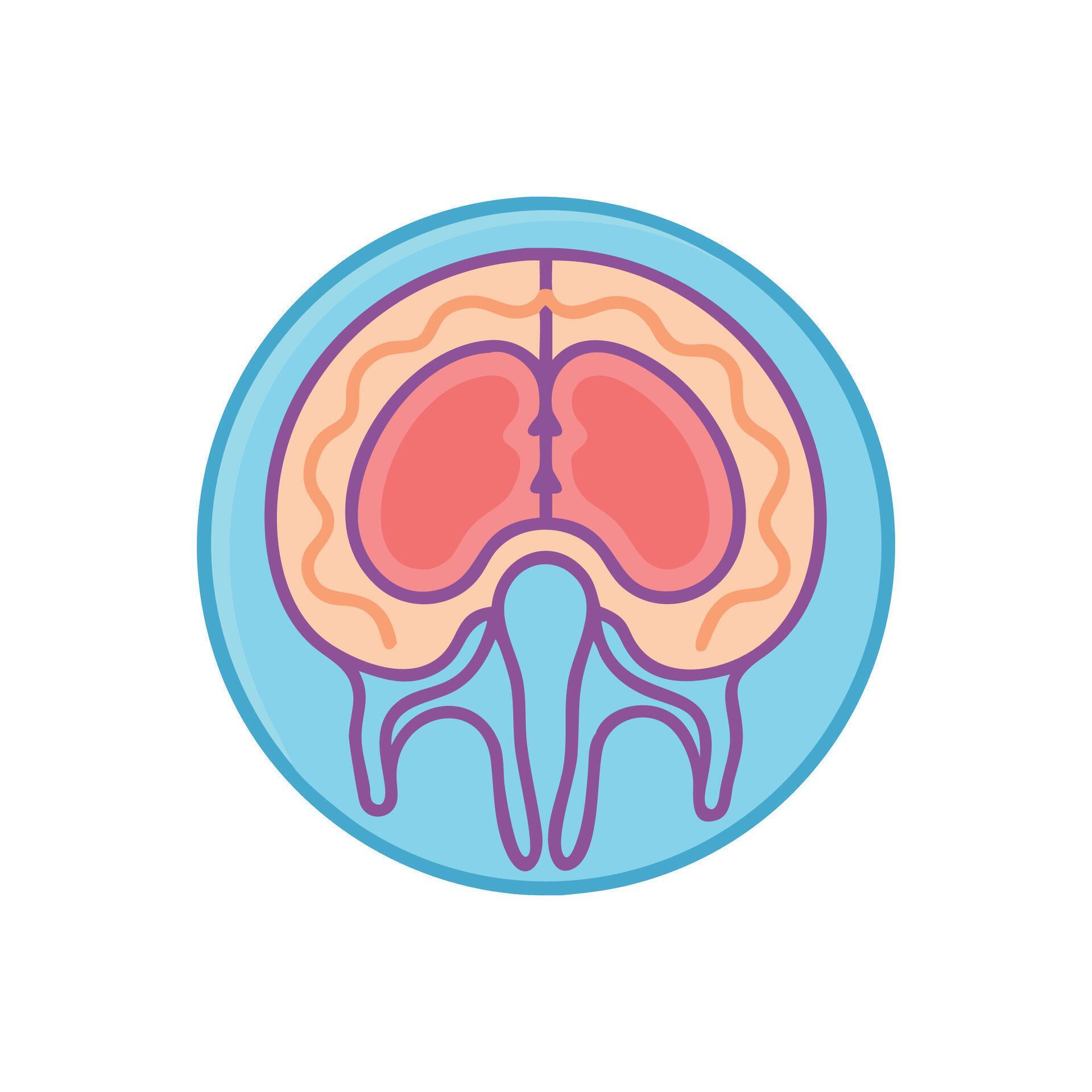 Interactive Art:  Mastering Spinal Cord & Meninges Anatomy - 82qupof