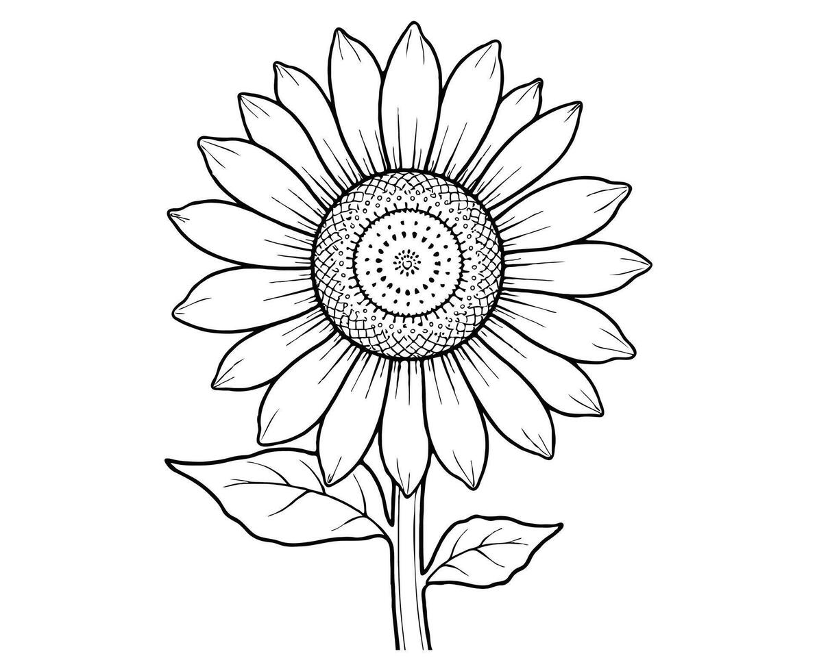 Sunflower flower coloring page vector
