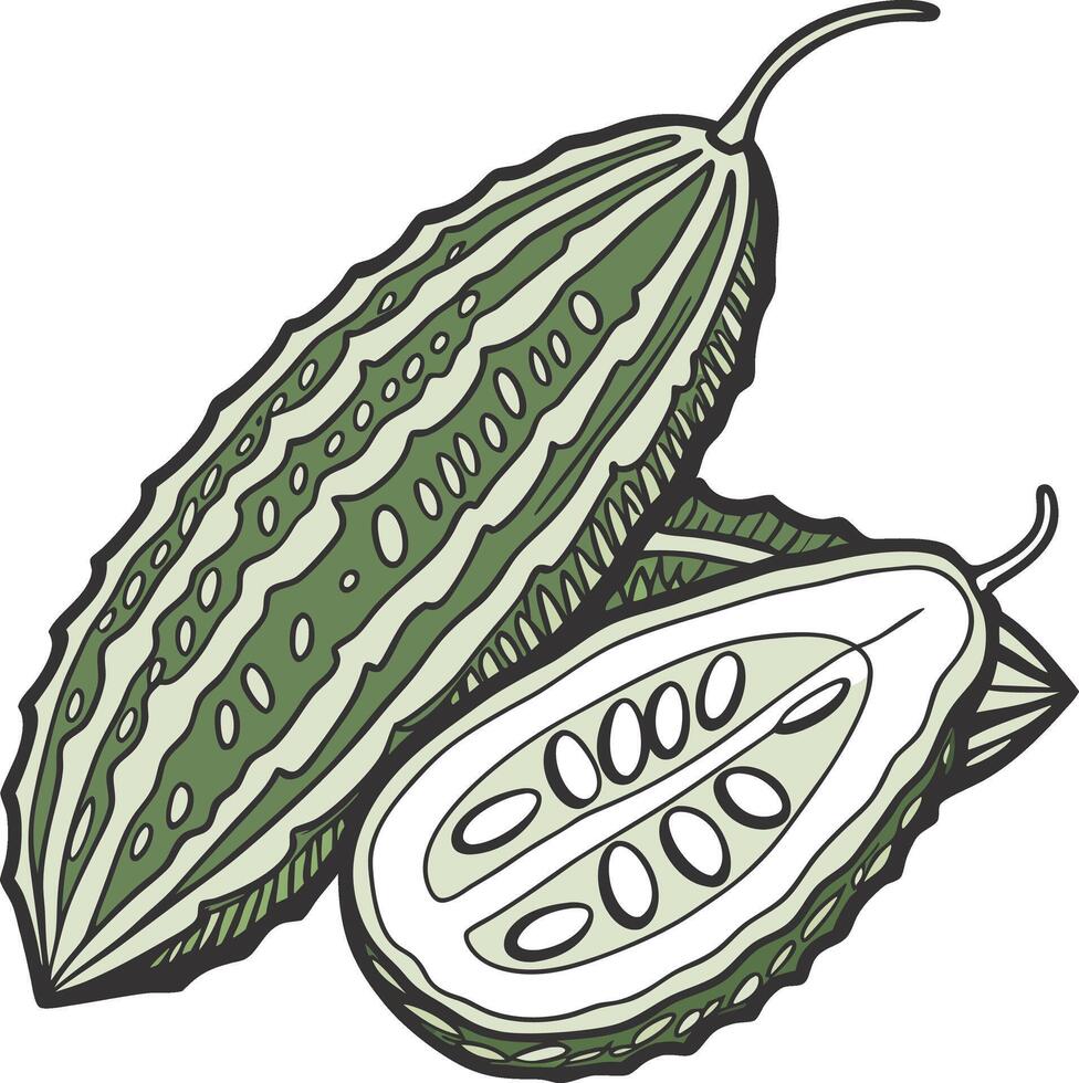 Bitter bitter gourd vector