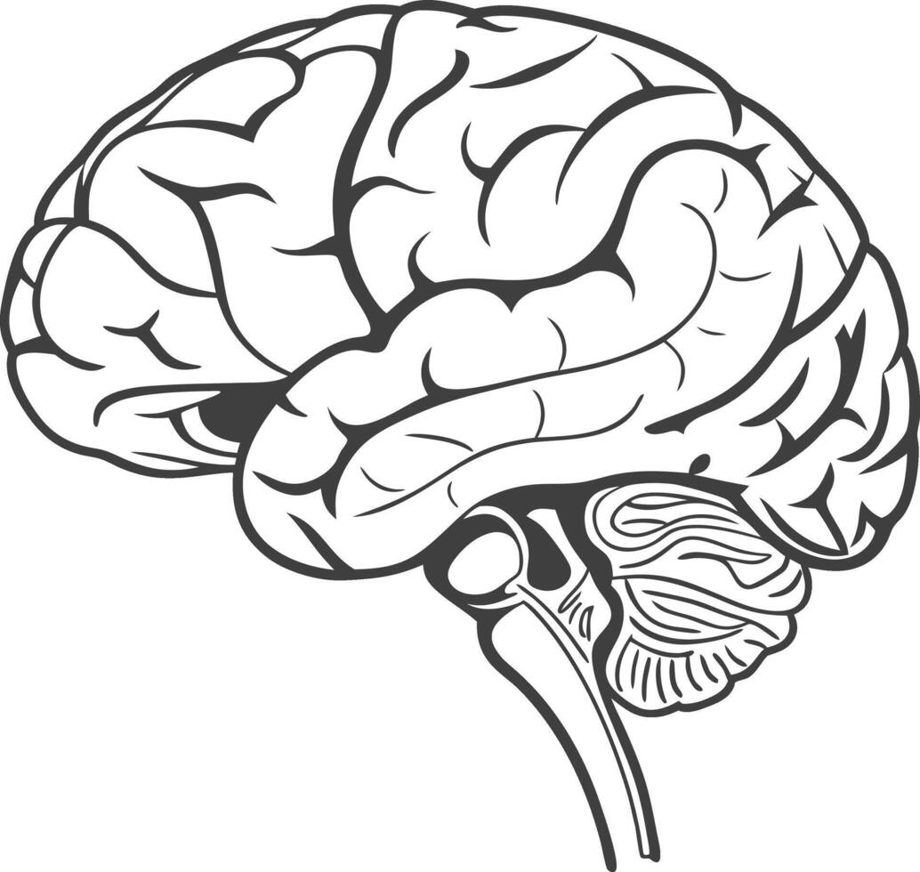 Human Brain Anatomy Illustration vector