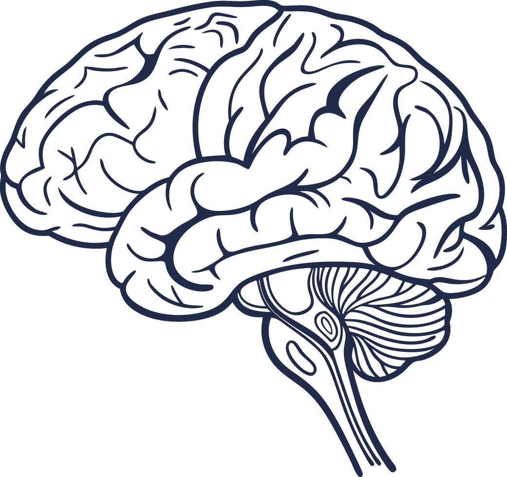Human Brain Illustration design vector