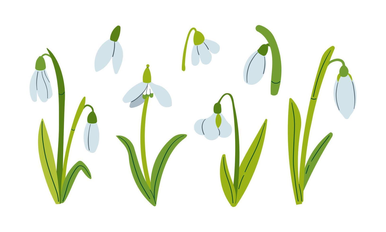 Set of drawing of snowdrops. Snowdrops for decoration and design. Flat hand drawn illustration isolate on white, spring flower , 8 march holiday . vector